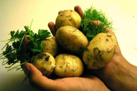 Картофель, бесспорно, является наиболее известным из всех корнеплодов, особенно у нас в стране