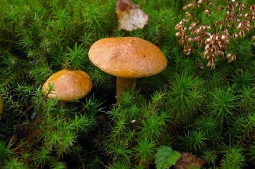 Пластинчатые грибы типичные представители. Обзор условно-съедобных грибов
