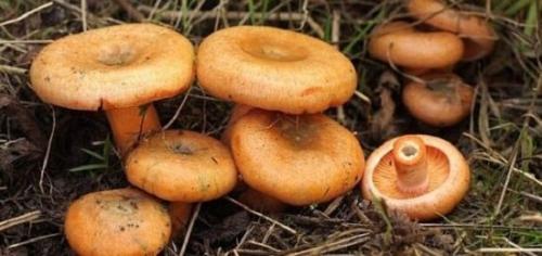 Пластинчатый гриб похож на белый. Съедобные и ядовитые пластинчатые грибы