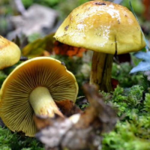 Пластинчатый гриб похожий на белый гриб. Пластинчатые грибы: фото съедобных с описанием