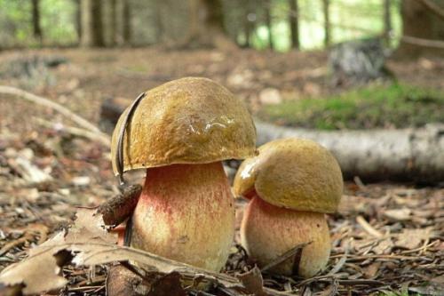 Пластинчатые грибы типичные представители. Обзор условно-съедобных грибов