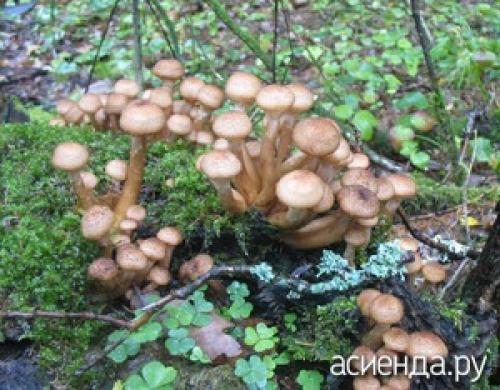 Что собирают осенью в лесу. Осенние грибы. Правила сбора
