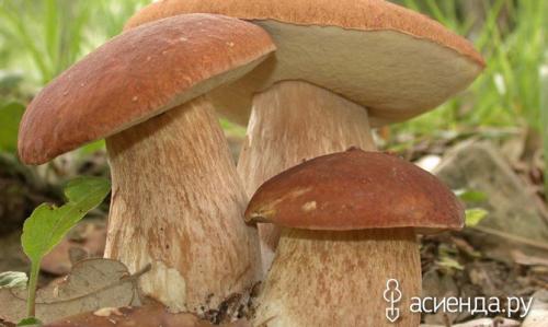 Что собирают осенью в лесу. Осенние грибы. Правила сбора
