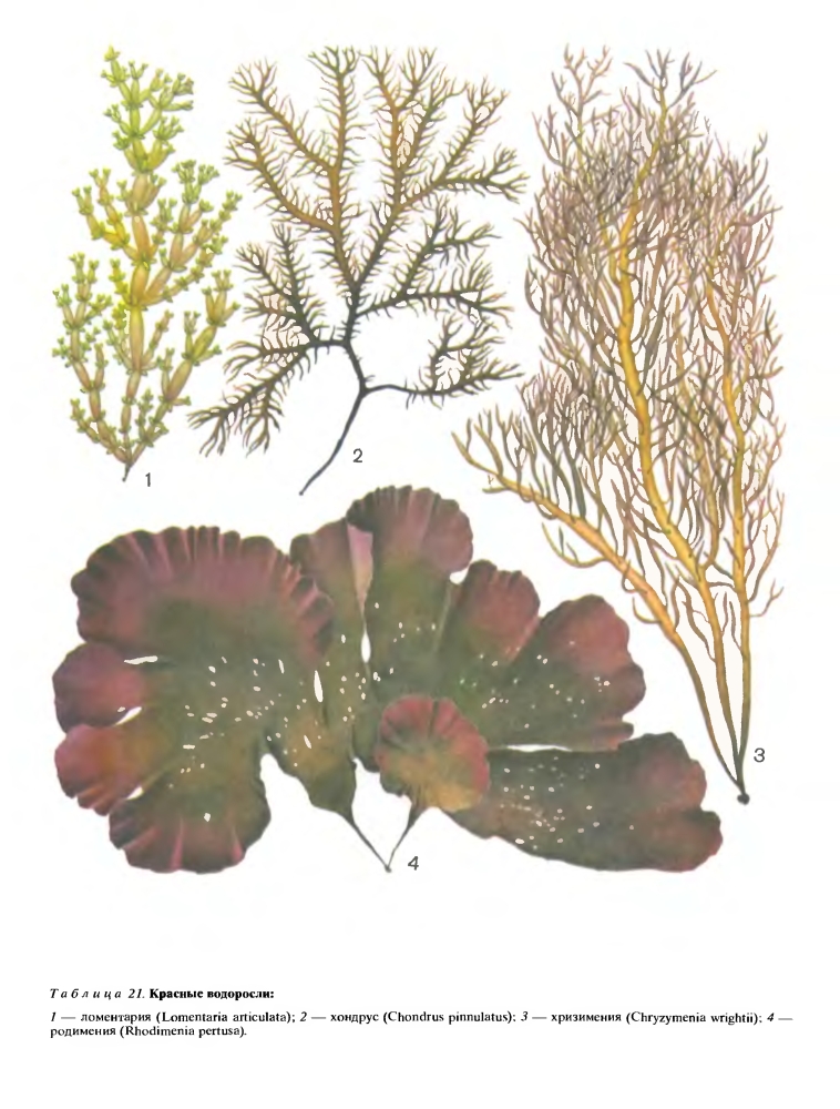 Семействе родимениевые (Rhodymeniaceae)