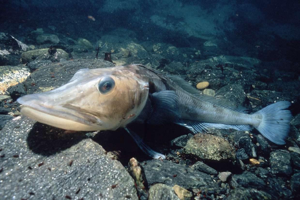 Icefish (Chaenocephalus aceratus)