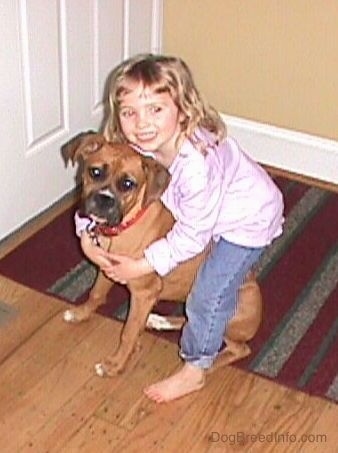 A smiling little girl with her arms around a brown Boxer. They are looking up, the Boxer is sitting on a rug and they are in front of a white door.
