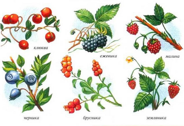 Картинки лесных ягод для детей детского сада   подборка (5)