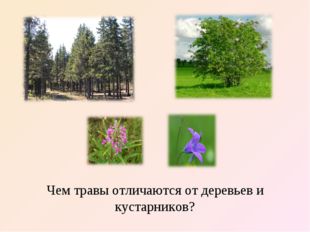 Чем травы отличаются от деревьев и кустарников? 