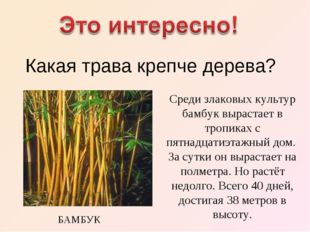 Какая трава крепче дерева? Среди злаковых культур бамбук вырастает в тропиках