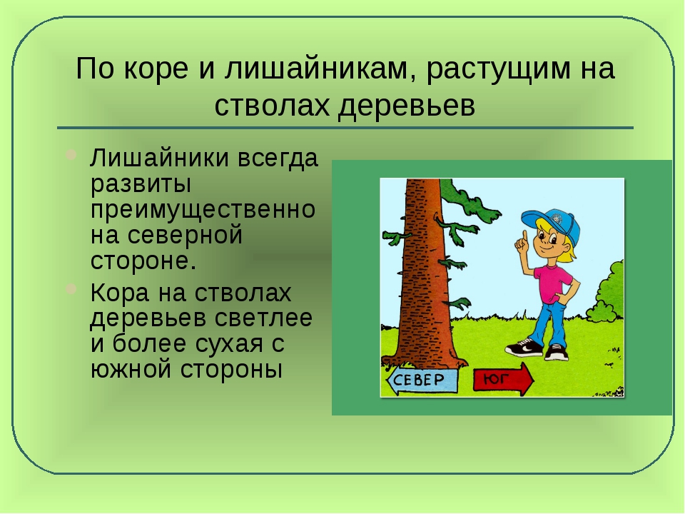Зачем нужно уметь ориентироваться на местности 2. Способы ориентирования в лесу. Ориентирование по коре деревьев. Ориентирование по местности. Ориентирование по природным признакам.