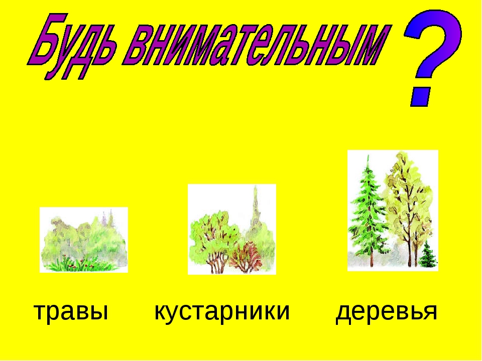 Кустарники и травы