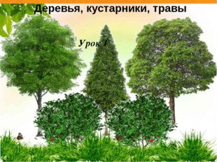  Деревья, кустарники, травы Урок 1 
