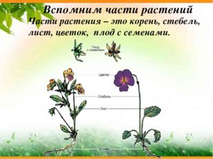 Вспомним части растений Части растения – это корень, стебель, лист, цветок,