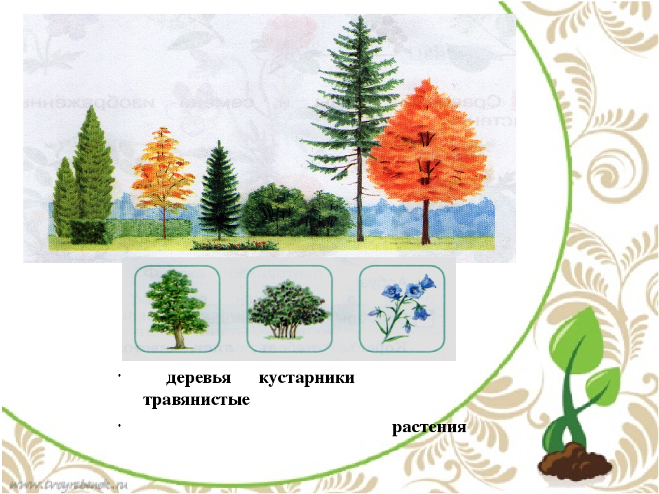 Две группы деревьев. Схема куста дерева и травянистого растения. Схема дерева и кустарника для детей. Схема дерево кустарник травянистое растение. Деревья кустарники травы задания для детей.
