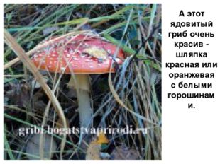 А этот ядовитый гриб очень красив - шляпка красная или оранжевая с белыми гор