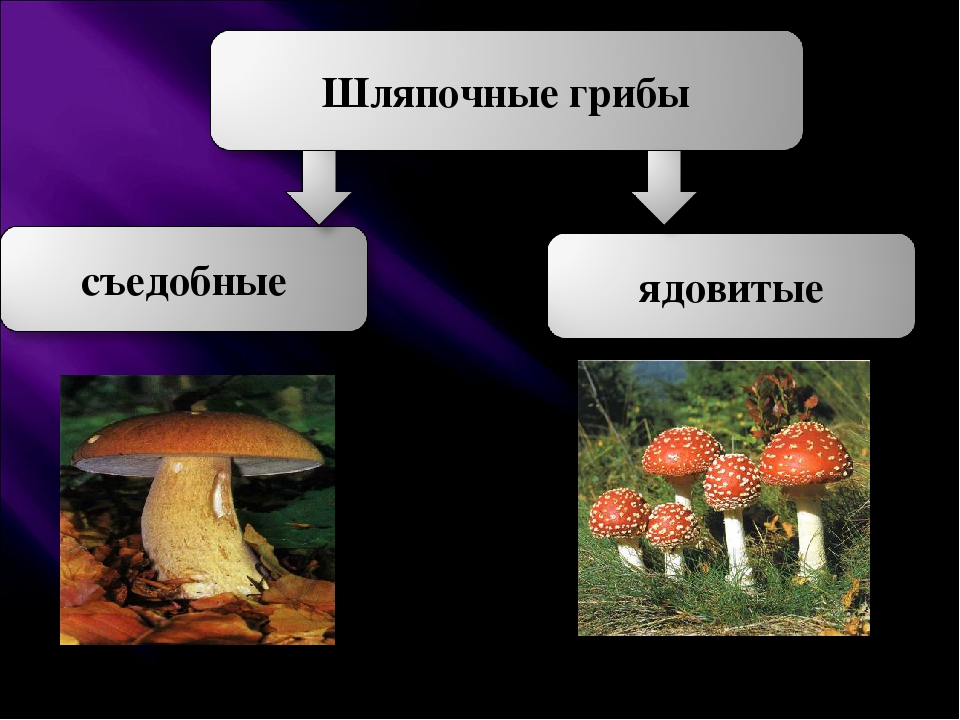 Голосеменные шляпочные грибы примеры. Съедобные Шляпочные грибы. Шляпочные грибы съедобные и ядовитые. Несъедобные Шляпочные грибы 5 класс биология. Биология 6 класс Шляпочные грибы.