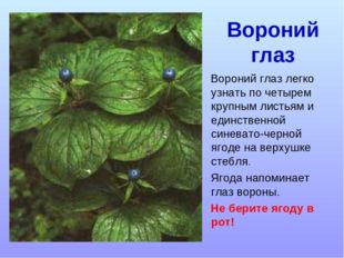 Вороний глаз легко узнать по четырем крупным листьям и единственной синевато-