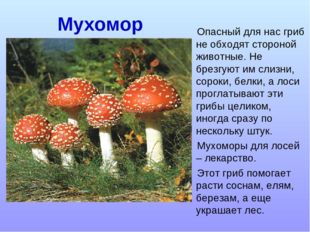 Мухомор Опасный для нас гриб не обходят стороной животные. Не брезгуют им сли