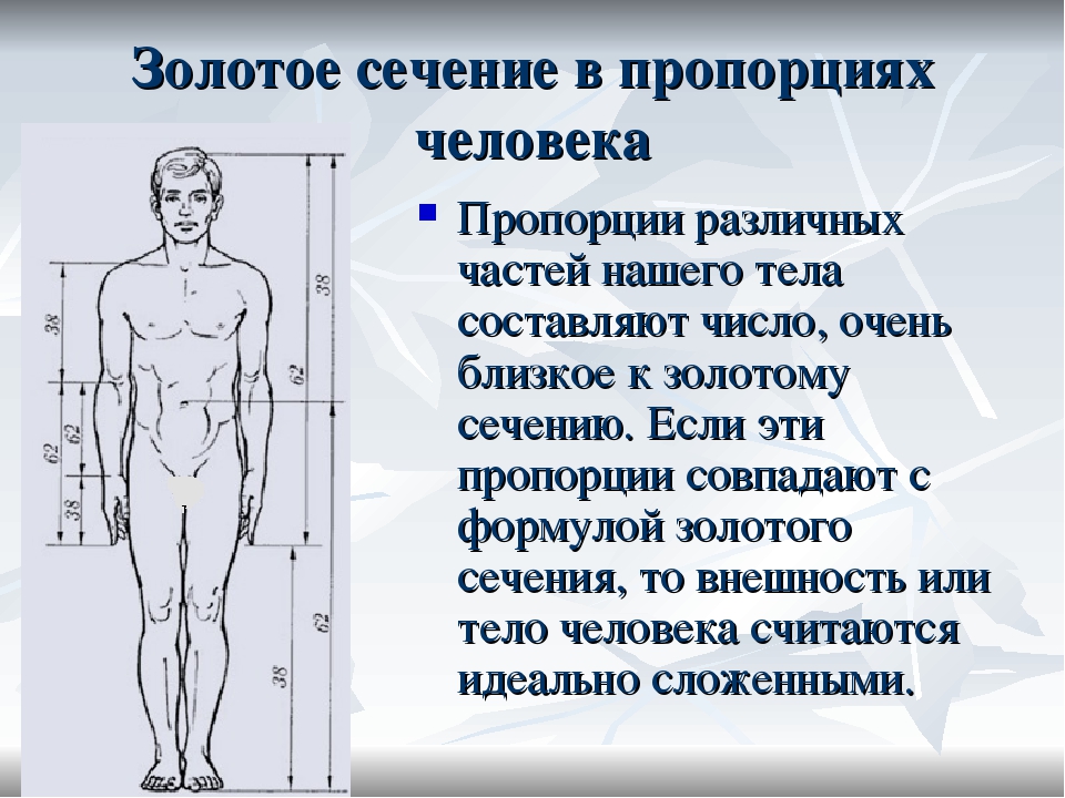 Человек формулировка. Золотое сечение человека пропорции. Золотое сечение пропорция тела. Золотое сечение пропорции человеческого тела. Золотые пропорции тела человека.