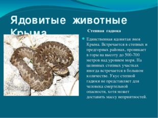 Ядовитые животные Крыма Степная гадюка Единственная ядовитая змея Крыма. Встр