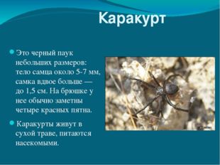Каракурт Это черный паук небольших размеров: тело самца около 5-7 мм, самка