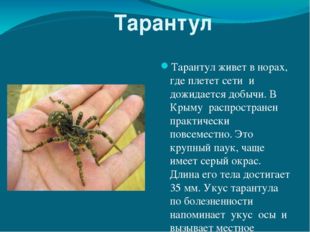 Тарантул Тарантул живет в норах, где плетет сети и дожидается добычи. В Крым