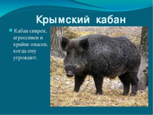  Крымский кабан Кабан свиреп, агрессивен и крайне опасен, когда ему угрожают. 