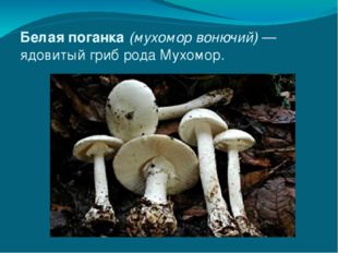 Белая поганка (мухомор вонючий) — ядовитый гриб рода Мухомор. 