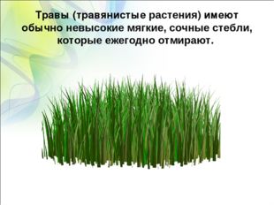 Травы (травянистые растения) имеют обычно невысокие мягкие, сочные стебли, ко