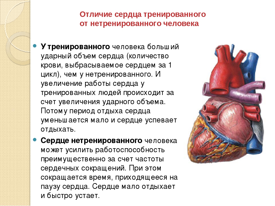 Физика работы сердца. Тренировка сердечно-сосудистой системы. Сердце тренированного и нетренированного человека. Отличие тренированного сердца от нетренированного. Нагрузка на сердечносоудистую систему.