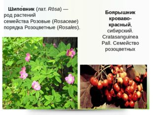 Шипо́вник (лат. Rōsa) —род растений семейства Розовые (Rosaceae) порядка Роз