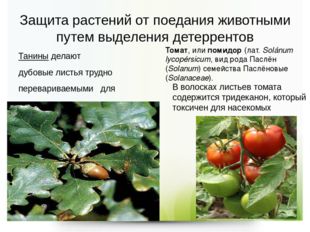 Защита растений от поедания животными путем выделения детеррентов Танины дел