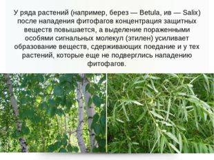 У ряда растений (например, берез — Betula, ив — Salix) после нападения фитоф