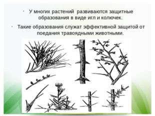 У многих растений развиваются защитные образования в виде игл и колючек. Так