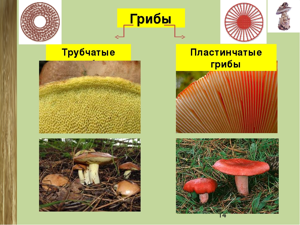 Опята трубчатые грибы