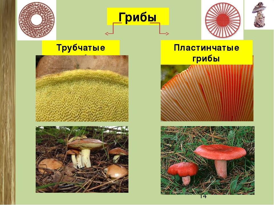 Грибы пластинчатые и трубчатые схема