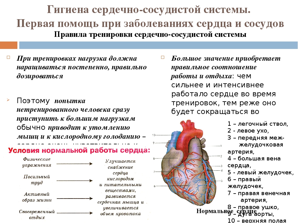 Значение тренировки сердца