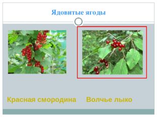 Ядовитые ягоды Волчье лыко Красная смородина 