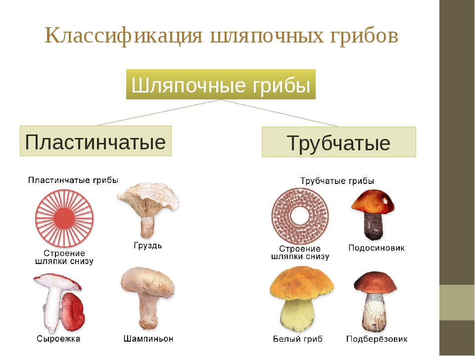 Три группы шляпочных грибов. Шляпочные грибы трубчатые и пластинчатые. Классификация грибов трубчатые пластинчатые. Шляпочные грибы классификация. Строение трубчатых и пластинчатых грибов рисунки.