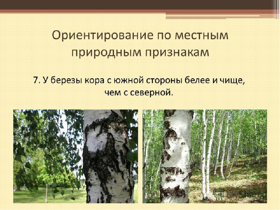 Ориентирование по местным признакам