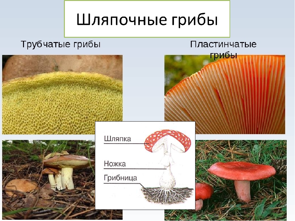 Мхи шляпочные грибы. Шляпочные грибы трубчатые и пластинчатые. Шляпочные грибы группы трубчатые. Трубчатые и пластинчатые грибы 5 класс биология. Шляпочные грибы строение трубчатые и пластинчатые.