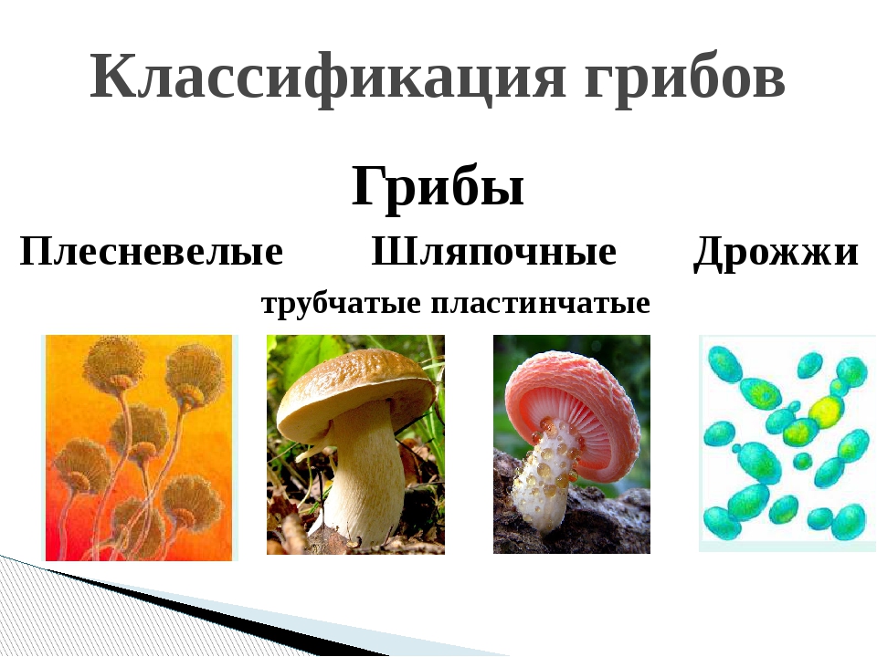 Три группы шляпочных грибов. Грибы шляпочники плесневики. Плесневелые и Шляпочные грибы. Грибы плесневые Шляпочные дрожжи. Классификация грибов Шляпочные пластинчатые трубчатые.