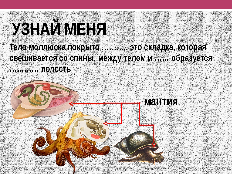 Туловище моллюсков. Полость тела моллюсков. Тело моллюсков покрыто. Полость тела брюхоногих моллюсков.