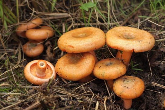 описание гриба рыжик