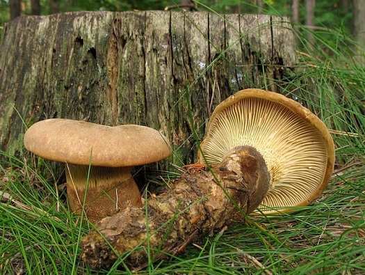 Paxillus atrotomentosus (толстая свинушка)