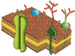 Мембрана, словно бисквитный пирог, состоит из двух рыхлых слоёв фосфолипидов, толщу которых пронизывают белки. Изображение: «Наука и жизнь»