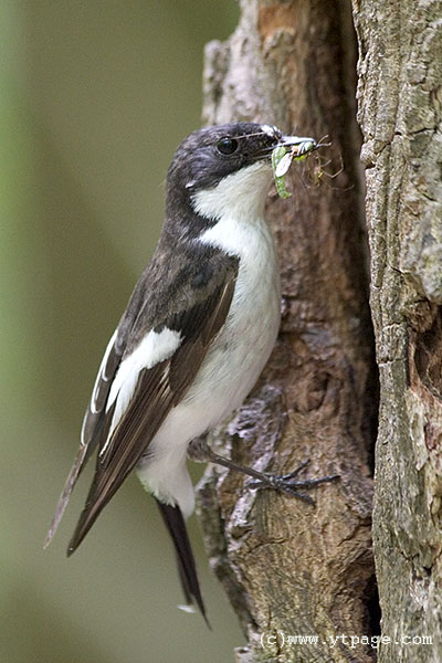 European Pied Flycatcher