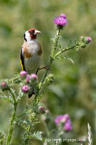 goldfinch