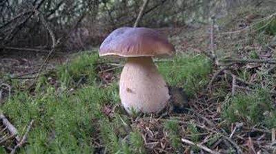 о грибах белый гриб 