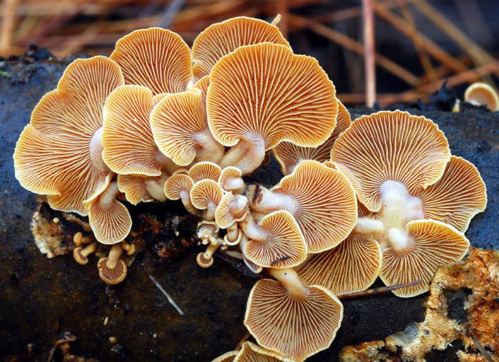 необычные грибы